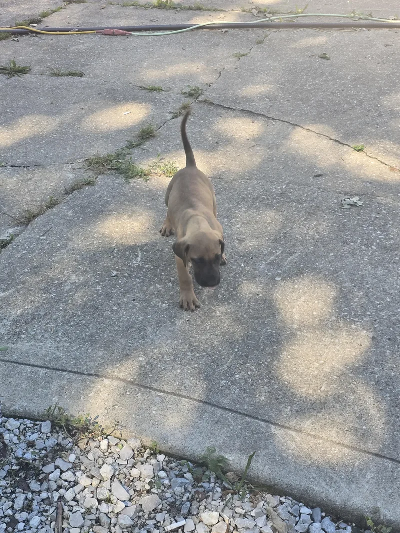 A baby extra large-sized female Merle (Blue) Great Dane dog named Velma for adoption