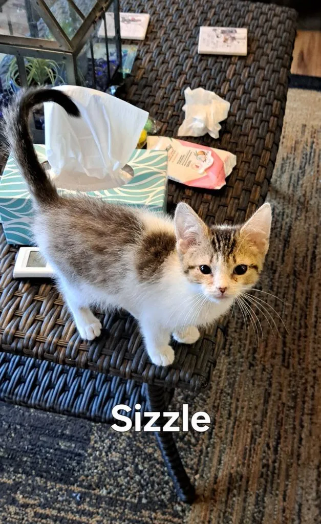 Sizzle