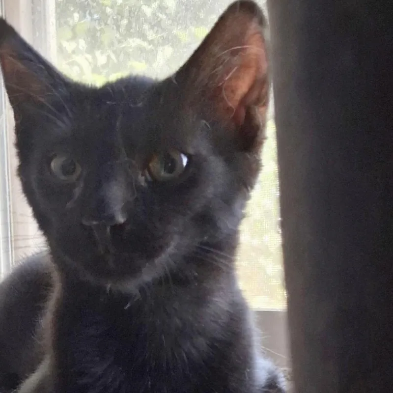 A baby small-sized male Black Domestic Short Hair cat named Logan for adoption in Hemet, CA