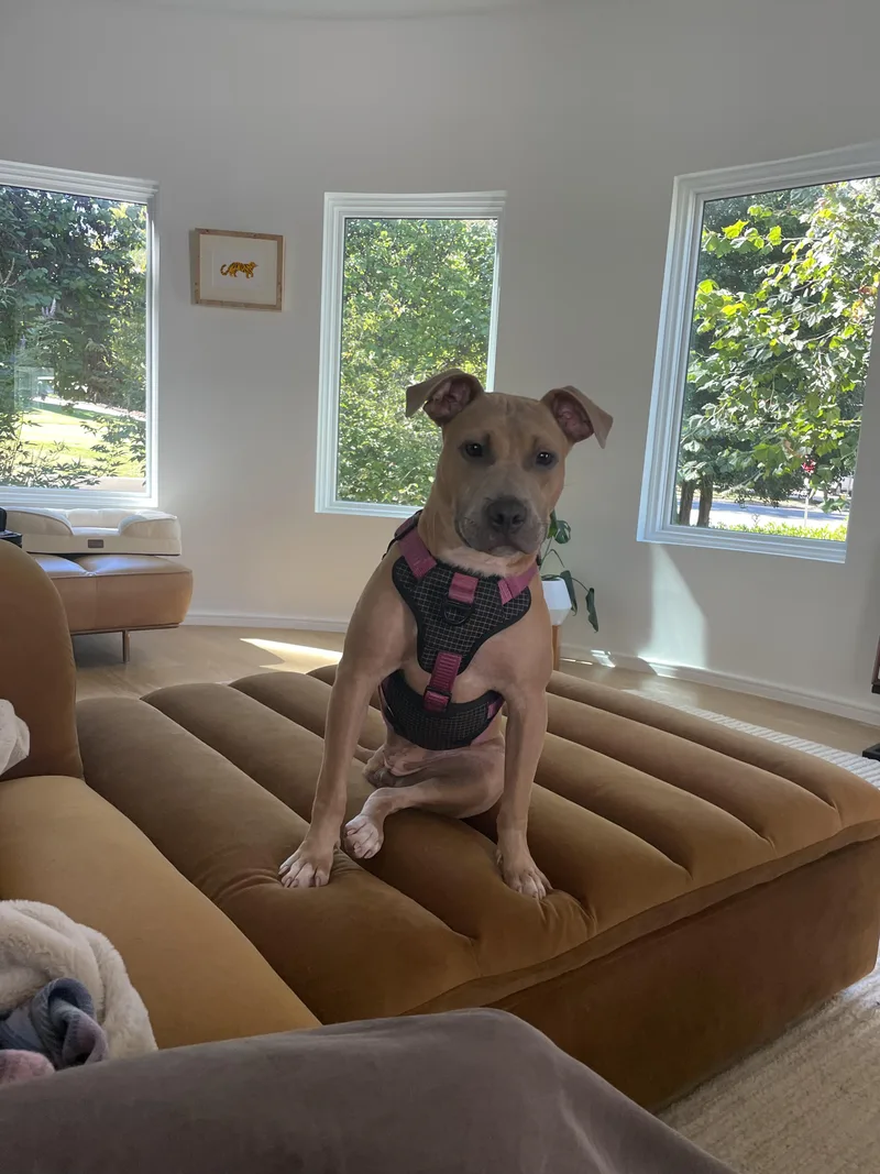 A young medium-sized female Mixed Breed dog named Rose for adoption in Cornelius, NC