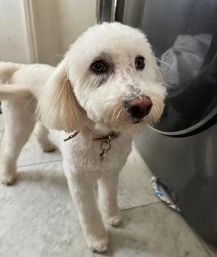An adult small-sized female Maltipoo dog named Heaven for adoption in Los Angeles, CA