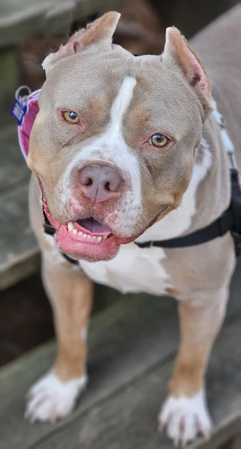 An adult medium-sized female Pit Bull Terrier dog named Trudy for adoption in Framingham, MA