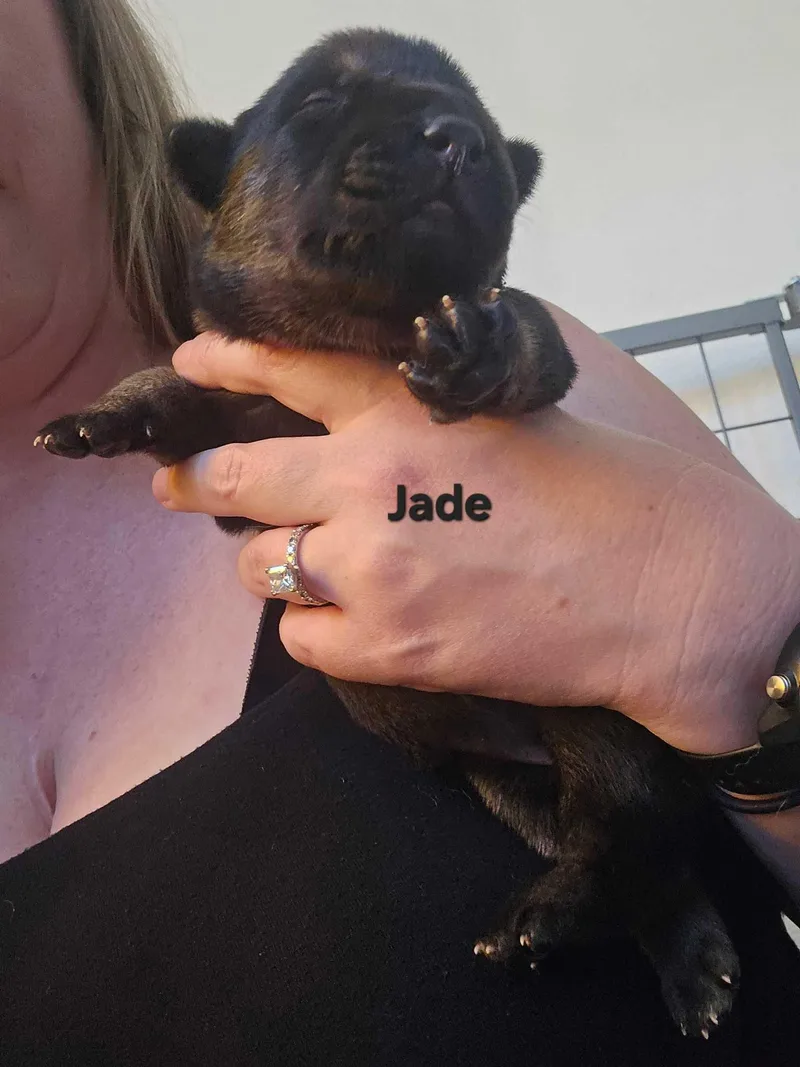 A baby small-sized female German Shepherd Dog dog named Jade for adoption in Tracy, CA