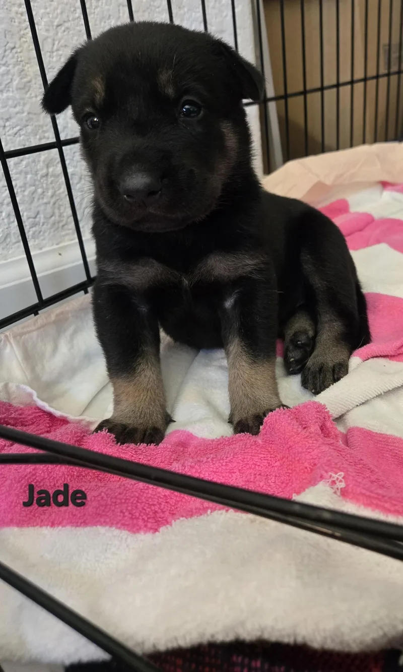 Jade thumbnail 4