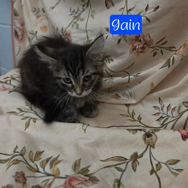A baby small-sized male Brown / Chocolate Domestic Long Hair cat named Gain for adoption in Parkersburg, WV