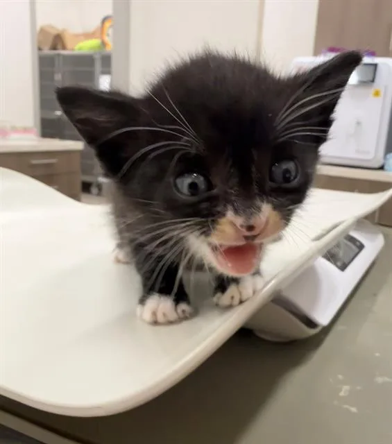 A baby small-sized male Domestic Short Hair cat named Ramone for adoption in Baytown, TX