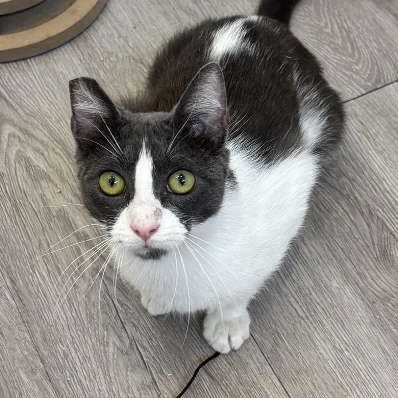 A young medium-sized female Gray / Blue / Silver Domestic Short Hair cat named Candy for adoption in Hawthorne, CA