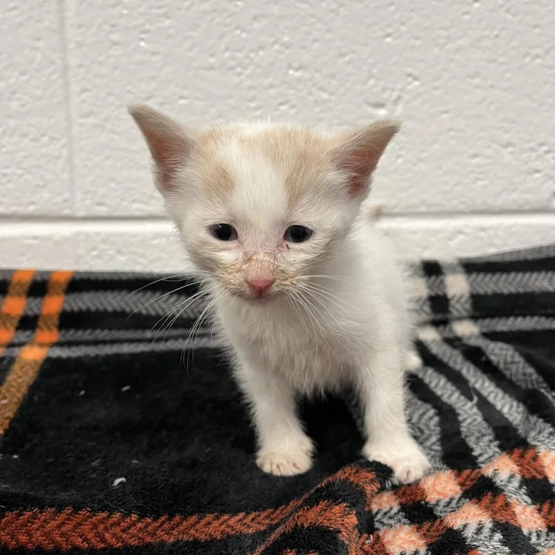 A baby small-sized male White Domestic Short Hair cat named Thor for adoption in Spruce Pine, NC