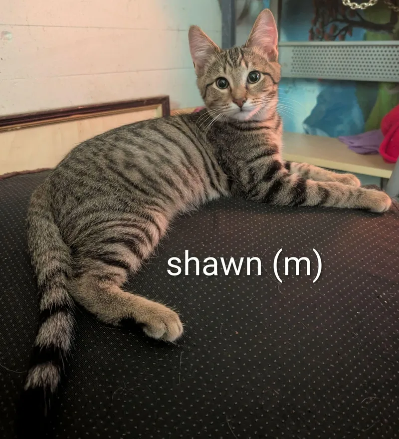 A baby small-sized male Domestic Short Hair cat named Shawn for adoption in Randolph, AL