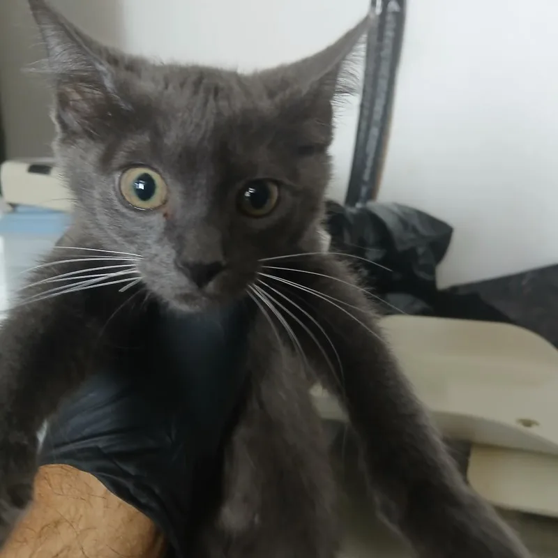 A baby small-sized female Gray / Blue / Silver Domestic Short Hair cat named Lady for adoption in Lakeland, FL