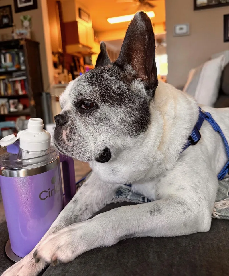 Hank