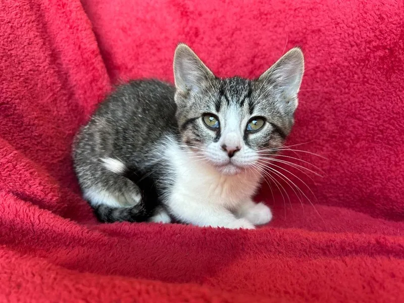 A baby small-sized female Domestic Short Hair cat named Kirlia for adoption in Corpus Christi, TX