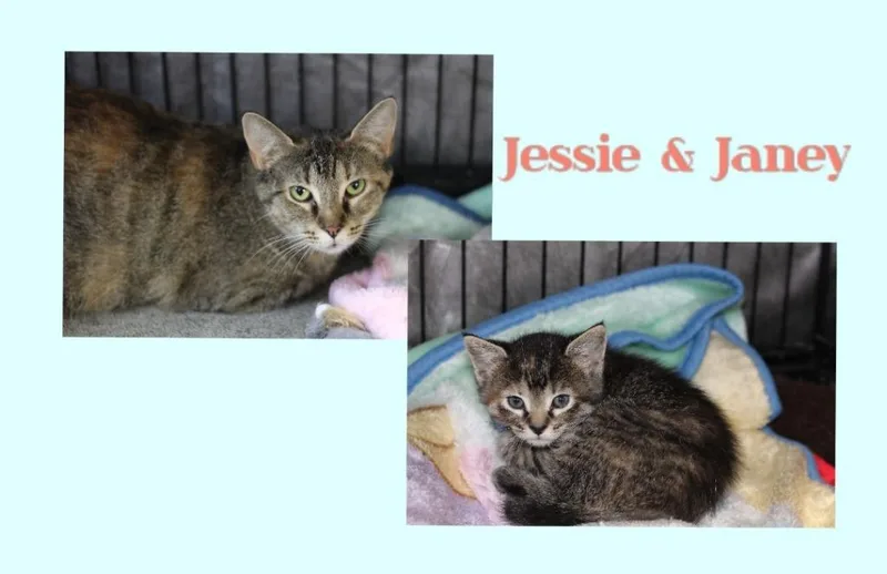 A young medium-sized female Domestic Short Hair cat named Jessie & Janey for adoption in Rockford, IL