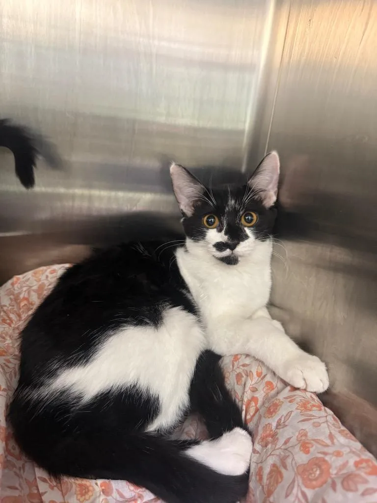 A baby medium-sized female Domestic Short Hair cat named Joy for adoption in Peoria, AZ
