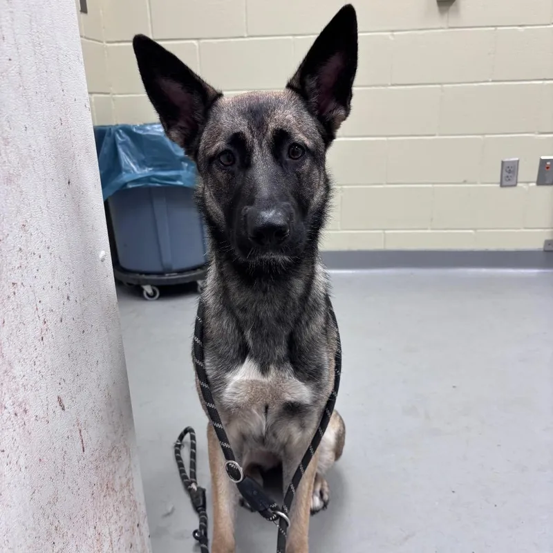An adult large-sized female Brown / Chocolate Mixed Breed dog named Strayadamsstreet for adoption in Columbus, GA