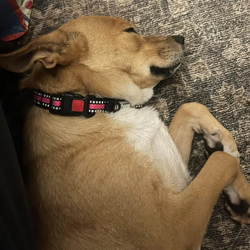 An adult medium-sized female Yellow / Tan / Blond / Fawn Terrier dog named Missy for adoption in Alma, WI