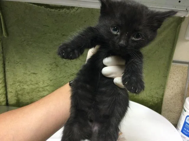 A baby small-sized male Domestic Short Hair cat named Oak for adoption in Riverside, CA