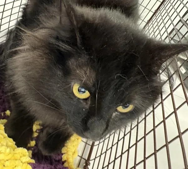 A young medium-sized male Domestic Medium Hair cat named Anthony for adoption in Des Moines, IA