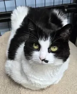 An adult medium-sized female Black & White / Tuxedo Domestic Short Hair cat named Eevee for adoption in Spokane Valley, WA