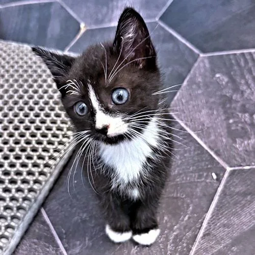 A baby medium-sized male Tuxedo cat named Winston for adoption in Rutherfordton, NC