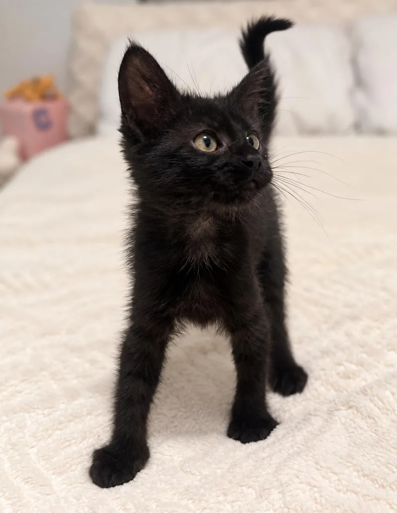 A baby medium-sized female Black Domestic Short Hair cat named Violet C for adoption in Fresno, CA
