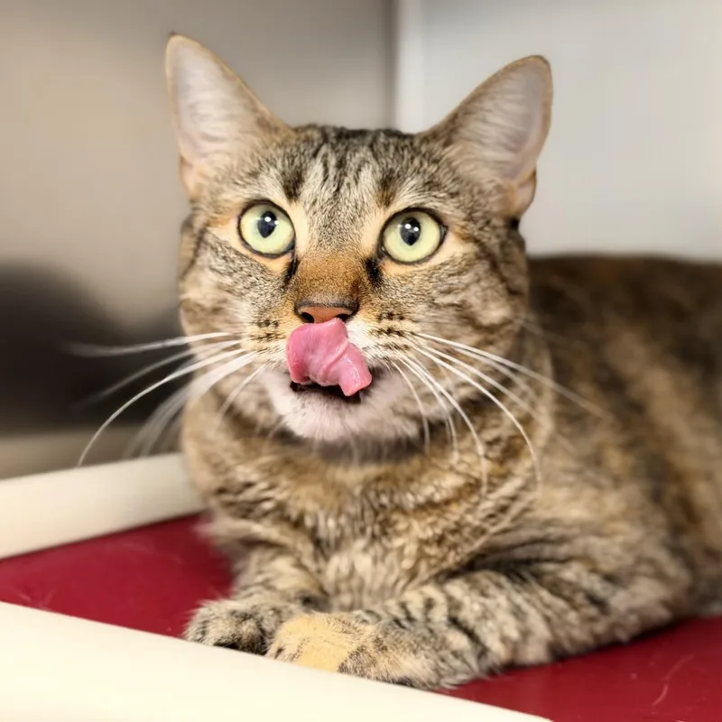 An adult medium-sized female Tabby (Brown / Chocolate) Domestic Short Hair cat named Smooch for adoption in Manahawkin, NJ