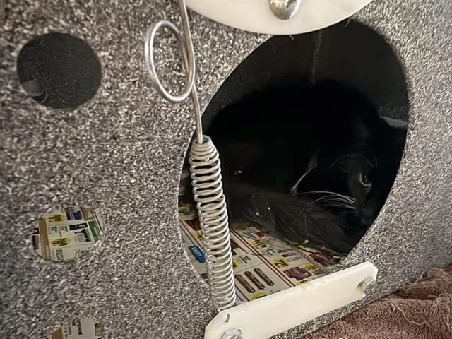 An adult medium-sized female Domestic Short Hair cat named Riley for adoption in Houston, TX