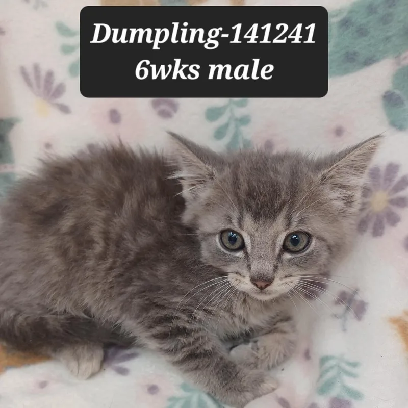 A baby small-sized male Domestic Short Hair cat named Dumpling for adoption in New Tazewell, TN