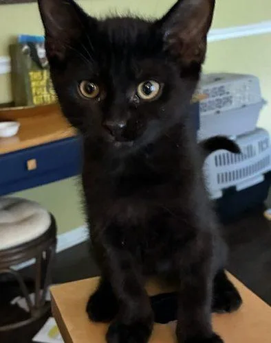 A baby small-sized male Black Domestic Short Hair cat named Avery for adoption in Kenosha, WI