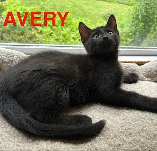 Avery thumbnail 3