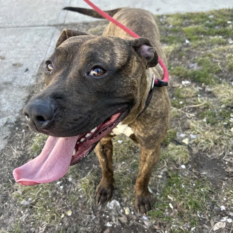 A young medium-sized female Brindle Pit Bull Terrier dog named Tulip for adoption in Weimar, CA