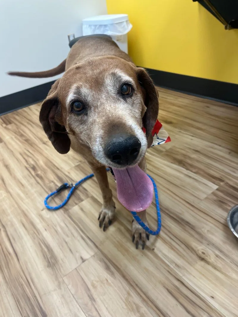 A senior extra large-sized male Red / Chestnut / Orange Mixed Breed dog named Hopper for adoption in Raleigh, NC