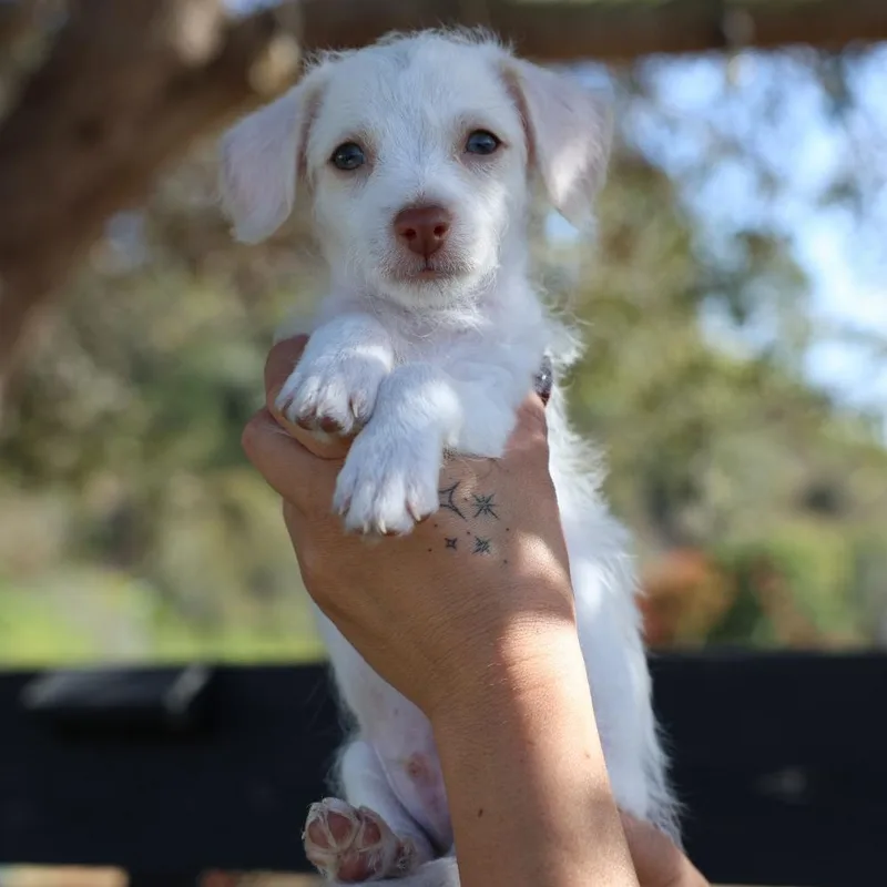 A baby small-sized male White / Cream Miniature Poodle dog named Enzo for adoption in San Diego, CA