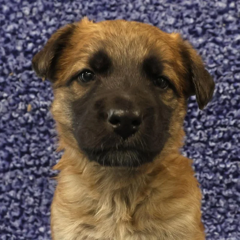 Oscar D