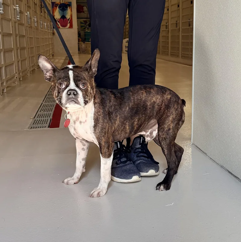 An adult small-sized male Boston Terrier dog named Cooper for adoption in Chicago, IL