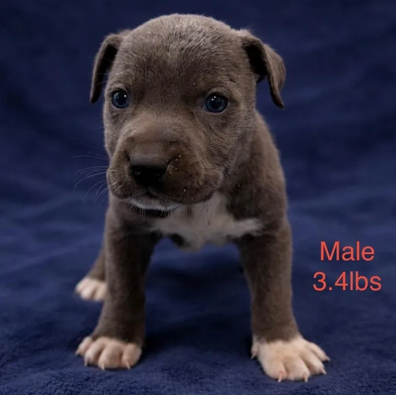 A baby medium-sized male White / Cream Pit Bull Terrier dog named Bubba for adoption in Carmel, NY