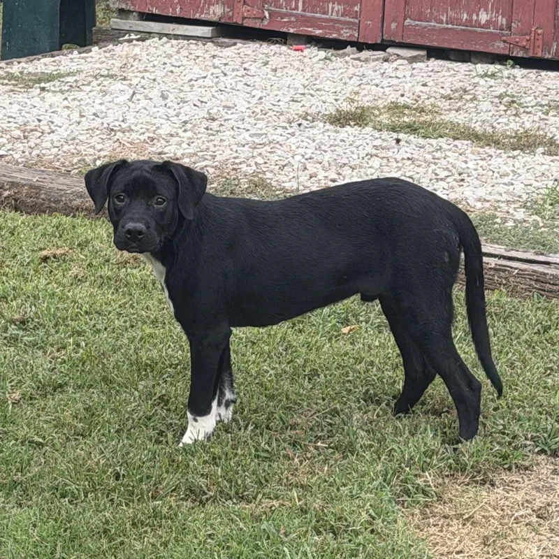 A young medium-sized male Black Mixed Breed dog named Phil for adoption in Springboro, OH