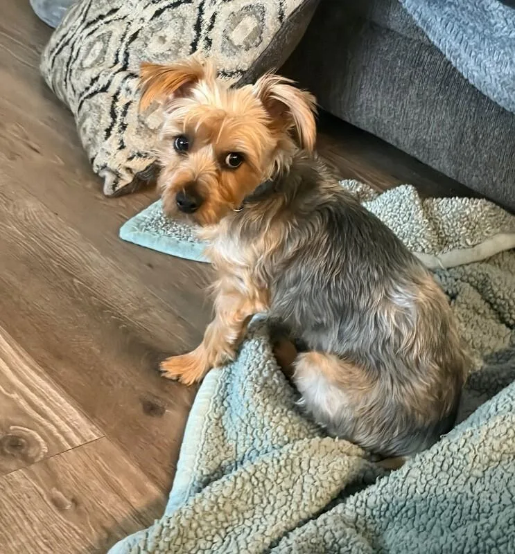 A young small-sized male Yorkshire Terrier dog named Trucker for adoption in Windsor, CO
