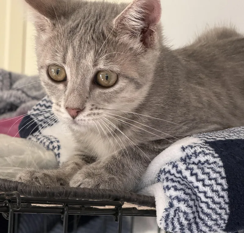 A baby medium-sized female Tabby (Gray / Blue / Silver) Domestic Short Hair cat named Opal for adoption in Kirklin, IN