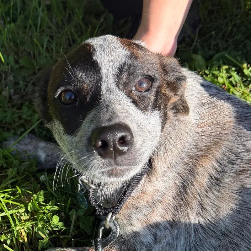 A baby small-sized female Cattle Dog dog named Butterscotch for adoption in Zanesville, OH