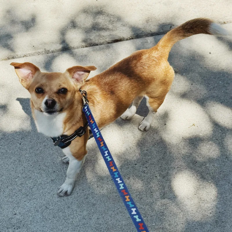 A young small-sized male Apricot / Beige Chihuahua dog named Tostito for adoption in Philadelphia, PA