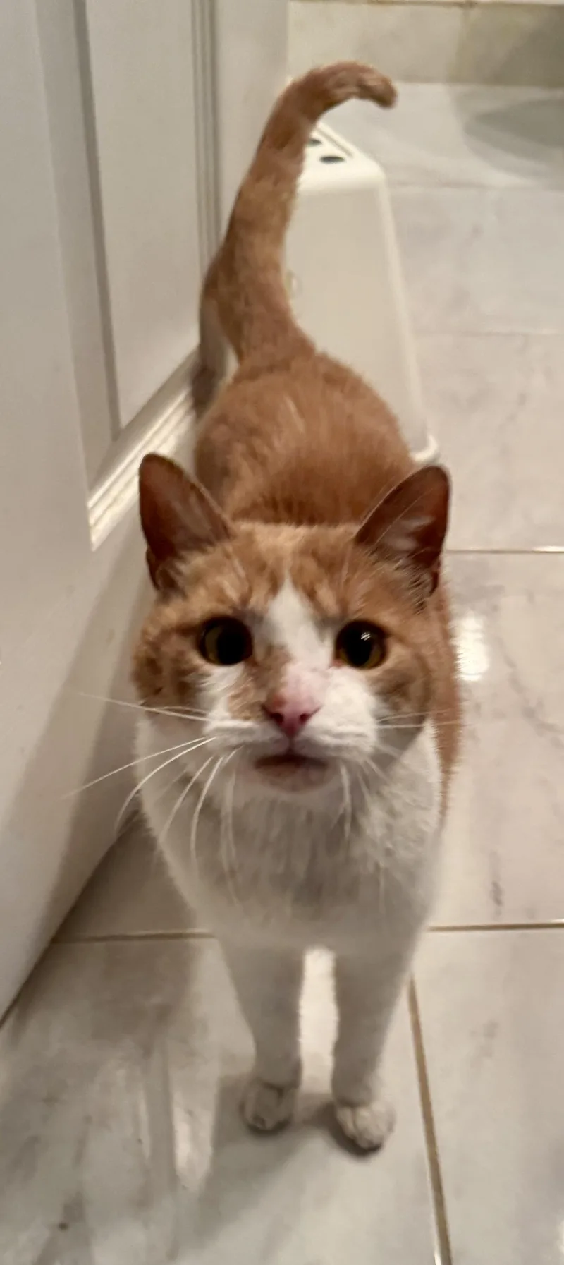 An adult medium-sized male Orange & White Domestic Short Hair cat named Mickey for adoption in Farmington Hills, MI