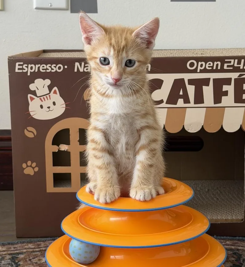 A baby small-sized male Orange & White Domestic Short Hair cat named Mango for adoption in Fort Lauderdale, FL