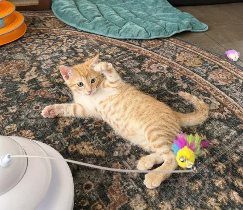Mango thumbnail 2
