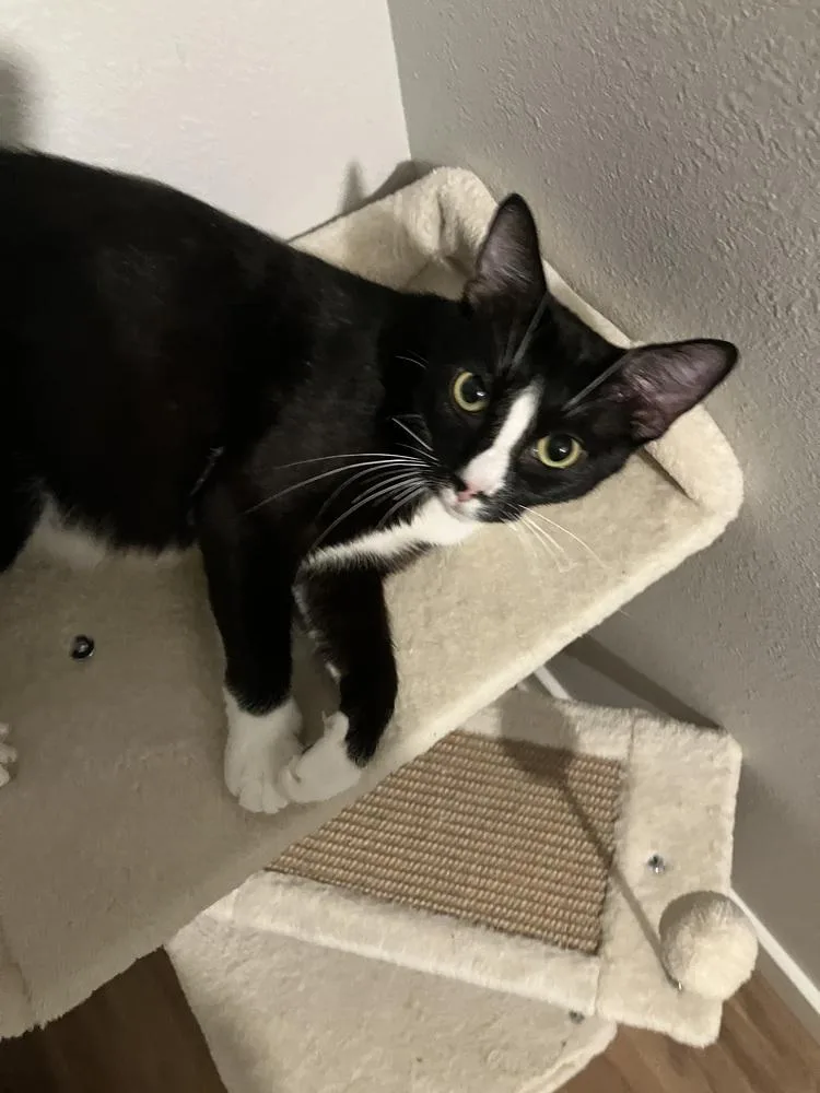 An adult small-sized female Domestic Short Hair cat named Maya for adoption in Thornton, CO