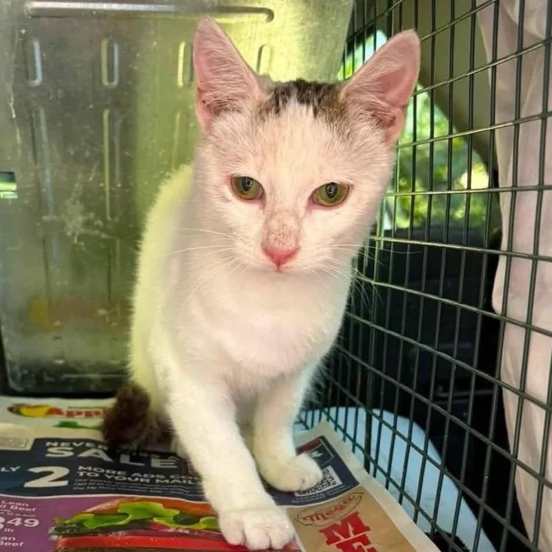A young small-sized female White Domestic Short Hair cat named Winter for adoption in Brighton, MO