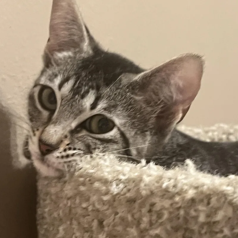 Nala thumbnail 2