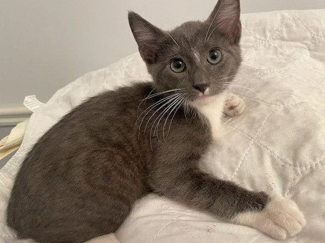 A baby medium-sized male Gray & White Domestic Short Hair cat named Karlos for adoption in Shawnee, KS