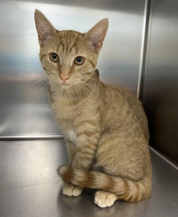 A baby medium-sized male Domestic Short Hair cat named Finnegan for adoption in Sioux City, IA