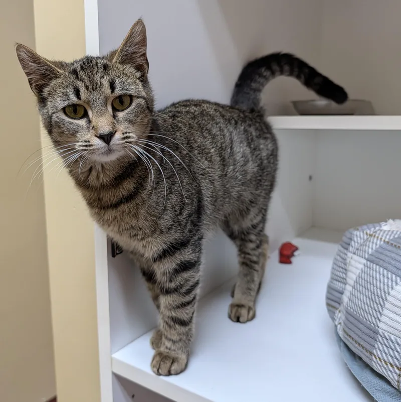A young medium-sized female Tabby (Brown / Chocolate) Domestic Short Hair cat named Jasmine for adoption in Accident, MD